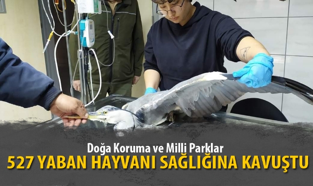 527 YABAN HAYVANI SAĞLIĞINA KAVUŞTU