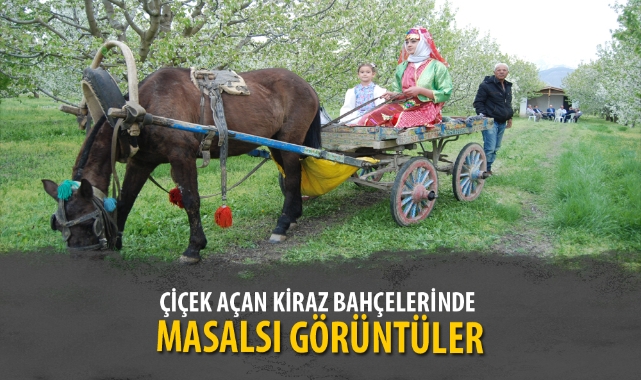 ÇİÇEK AÇAN KİRAZ BAHÇELERİNDE MASALSI GÖRÜNTÜLER