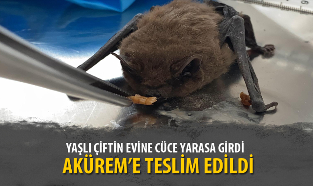 YAŞLI ÇİFTİN EVİNE CÜCE YARASA GİRDİ