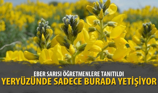 YERYÜZÜNDE SADECE BURADA YETİŞİYOR