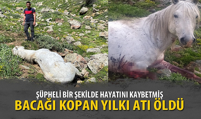 BACAĞI KOPAN YILKI ATI ÖLDÜ