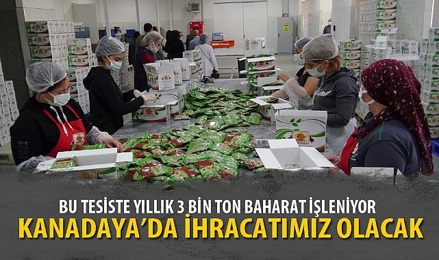 BU TESİSTE YILLIK 3 BİN TON BAHARAT İŞLENİYOR
