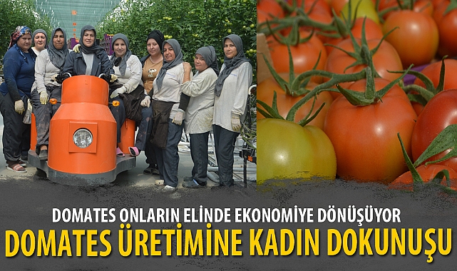 DOMATES ONLARIN ELİNDE EKONOMİYE DÖNÜŞÜYOR