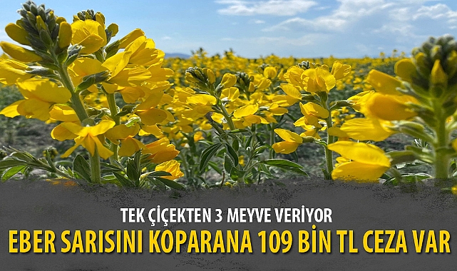 EBER SARISINI KOPARANA 109 BİN TL CEZA VAR