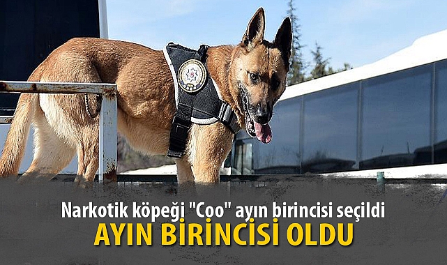 Narkotik köpeği "Coo" ayın birincisi seçildi
