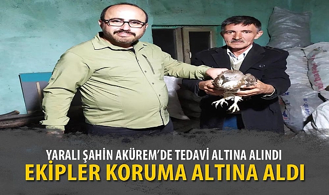 YARALI ŞAHİN AKÜREM’DE TEDAVİ ALTINA ALINDI