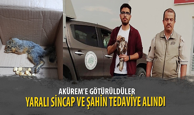 YARALI SİNCAP VE ŞAHİN TEDAVİYE ALINDI