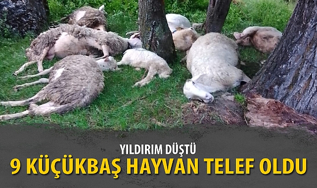 9 KÜÇÜKBAŞ HAYVAN TELEF OLDU