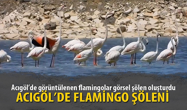 ACIGÖL’DE FLAMİNGO ŞÖLENİ