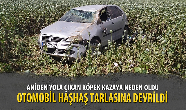 ANİDEN YOLA ÇIKAN KÖPEK KAZAYA NEDEN OLDU