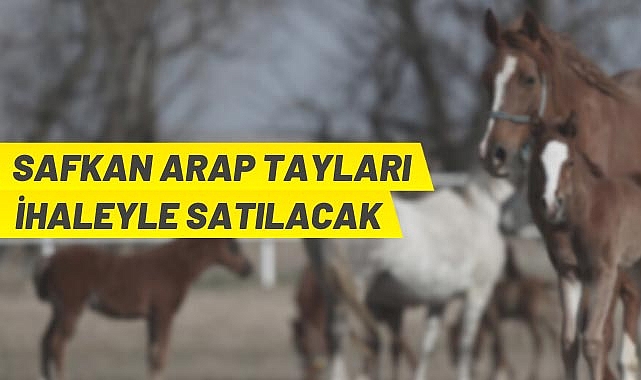 ARAP TAYI SATILACAK