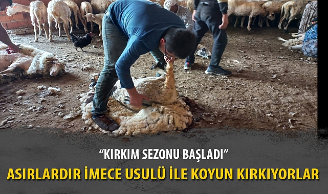 ASIRLARDIR İMECE USULÜ İLE KOYUN KIRKIYORLAR