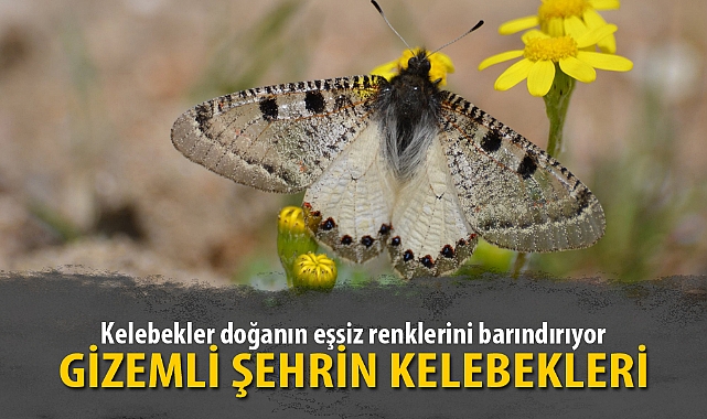 GİZEMLİ ŞEHRİN KELEBEKLERİ