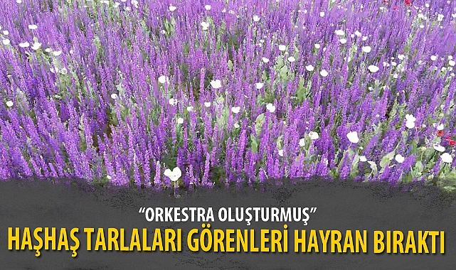 HAŞHAŞ TARLALARI GÖRENLERİ HAYRAN BIRAKTI