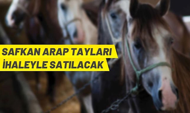 SAFKAN ARAP TAYLARI İHALEYLE SATILACAK