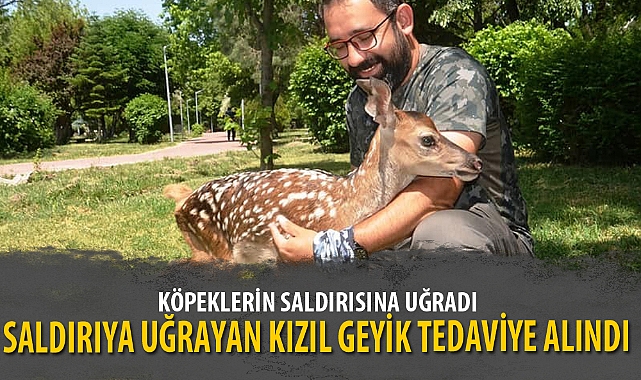 SALDIRIYA UĞRAYAN KIZIL GEYİK TEDAVİYE ALINDI