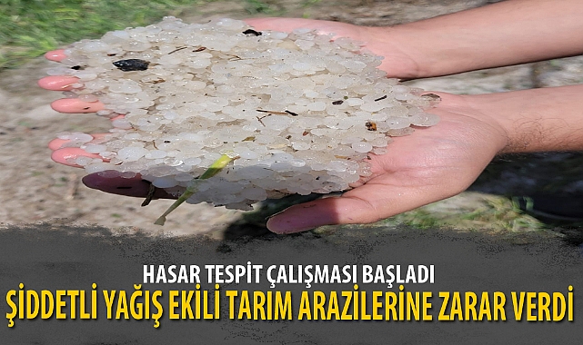 ŞİDDETLİ YAĞIŞ EKİLİ TARIM ARAZİLERİNE ZARAR VERDİ
