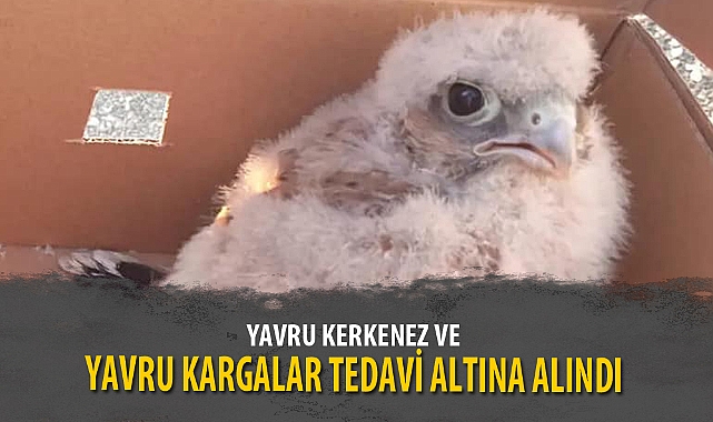 YAVRU KERKENEZ VE YAVRU KARGALAR TEDAVİ ALTINA ALINDI