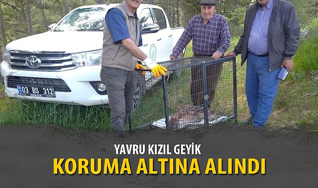 YAVRU KIZIL GEYİK KORUMA ALTINA ALINDI