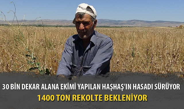 30 BİN DEKAR ALANA EKİMİ YAPILAN HAŞHAŞ'IN HASADI SÜRÜYOR