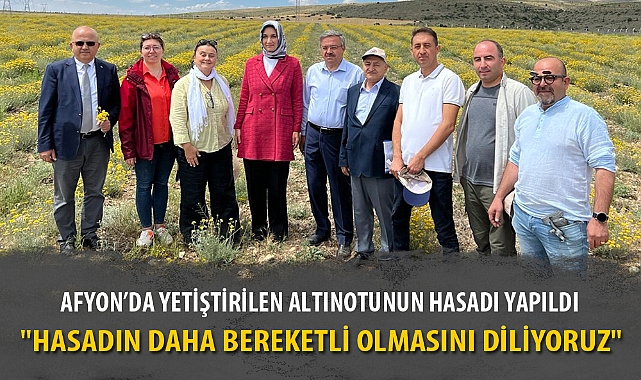 AFYON'DA YETİŞTİRİLEN ALTINOTUNUN HASADI YAPILDI
