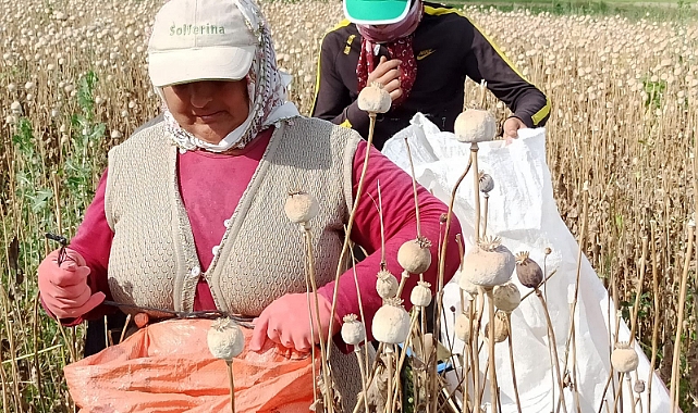 AFYONKARAHİSAR'DA HAŞHAŞ HASADI BAŞLADI