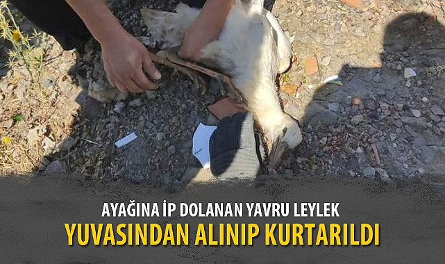AYAĞINA İP DOLANAN YAVRU LEYLEK YUVASINDAN ALINIP KURTARILDI
