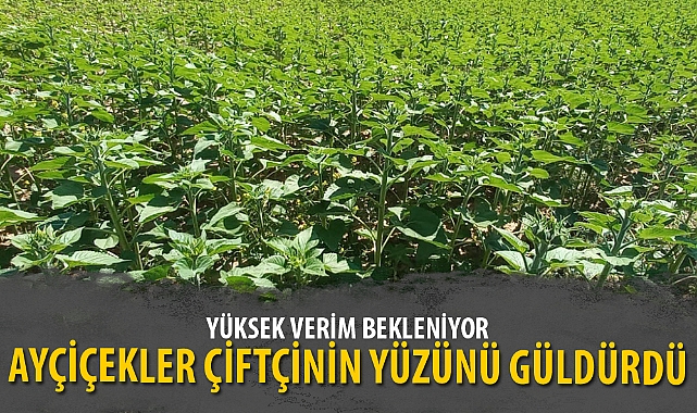 AYÇİÇEK ÇİFTÇİNİN YÜZÜNÜ GÜLDÜRDÜ