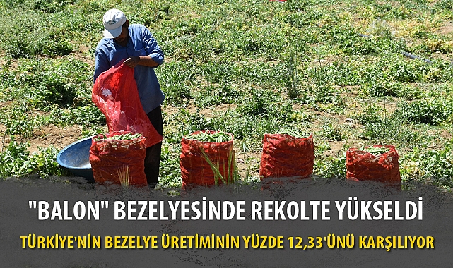 "BALON" BEZELYESİNDE REKOLTE YÜKSELDİ