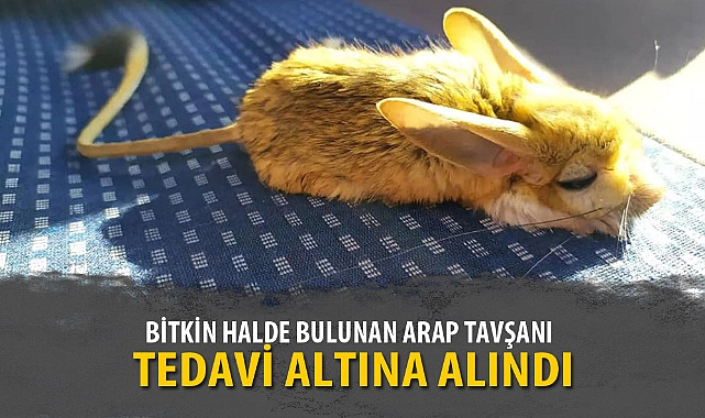 BİTKİN HALDE BULUNAN ARAP TAVŞANI TEDAVİ ALTINA ALINDI