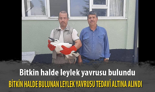 BİTKİN HALDE BULUNAN LEYLEK YAVRUSU TEDAVİ ALTINA ALINDI