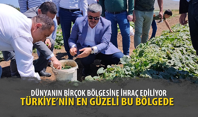 DÜNYANIN BİRÇOK BÖLGESİNE İHRAÇ EDİLİYOR