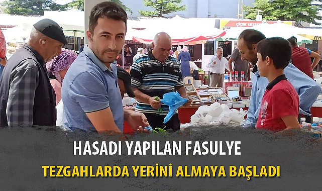 HASADI YAPILAN FASULYE TEZGAHLARDA YERİNİ ALMAYA BAŞLADI