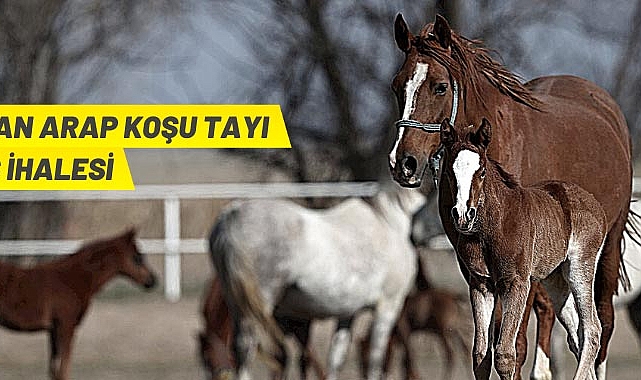 SAFKAN ARAP KOŞU TAYI SATIŞ İHALESİ