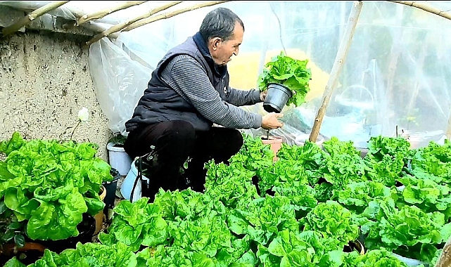 SAKSIDA YETİŞTİRDİĞİ MARULLARI SATARAK GEÇİMİNİ SAĞLIYOR