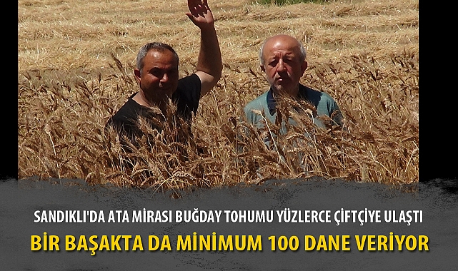 SANDIKLI'DA ATA MİRASI BUĞDAY TOHUMU YÜZLERCE ÇİFTÇİYE ULAŞTI