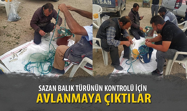 SAZAN BALIK TÜRÜNÜN KONTROLÜ İÇİN AVLANMAYA ÇIKTILAR