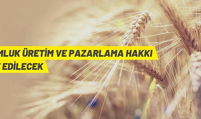 TOHUMLUK ÜRETİM VE PAZARLAMA HAKKI İHALE EDİLECEK