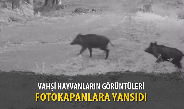 VAHŞİ HAYVANLARIN GÖRÜNTÜLERİ FOTOKAPANLARA YANSIDI