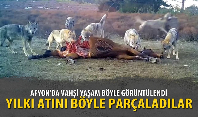 VAHŞİ YAŞAM BÖYLE GÖRÜNTÜLENDİ