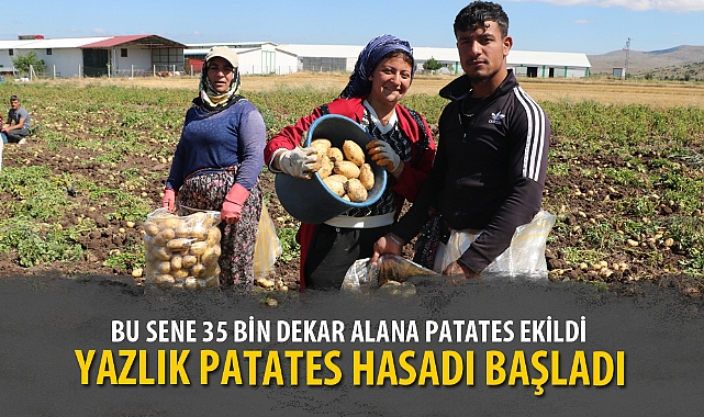 YAZLIK PATATES HASADI BAŞLADI