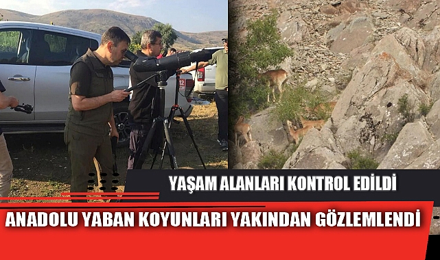 ANADOLU YABAN KOYUNLARI YAKINDAN GÖZLEMLENDİ