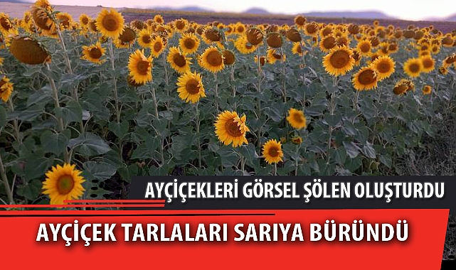 AYÇİÇEK TARLALARI SARIYA BÜRÜNDÜ