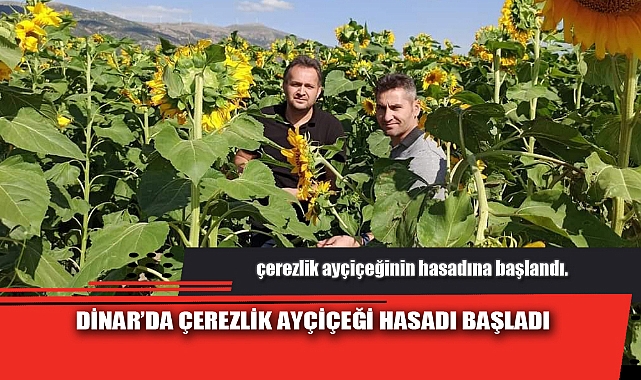DİNAR’DA ÇEREZLİK AYÇİÇEĞİ HASADI BAŞLADI