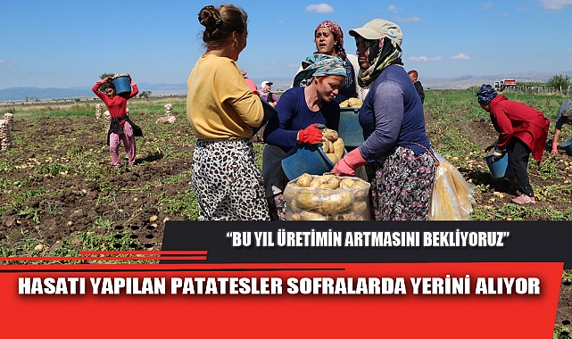 HASATI YAPILAN PATATESLER SOFRALARDA YERİNİ ALIYOR