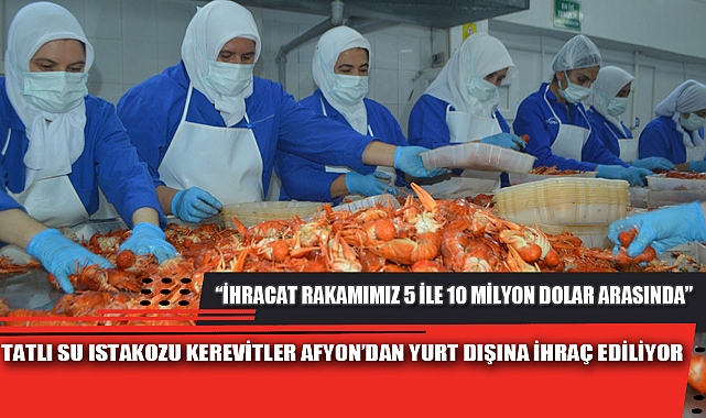 TATLI SU ISTAKOZU KEREVİTLER AFYON’DAN YURT DIŞINA İHRAÇ EDİLİYOR