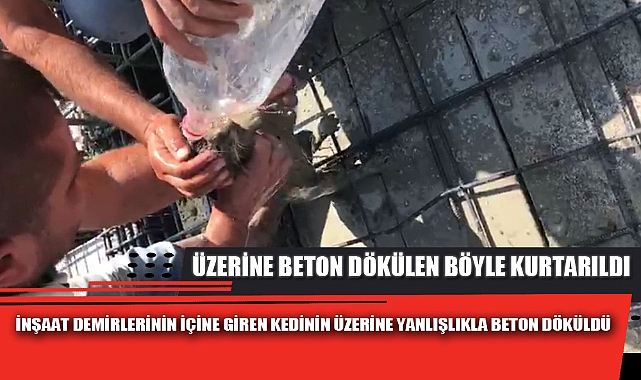 ÜZERİNE BETON DÖKÜLEN KEDİ BÖYLE KURTARILDI