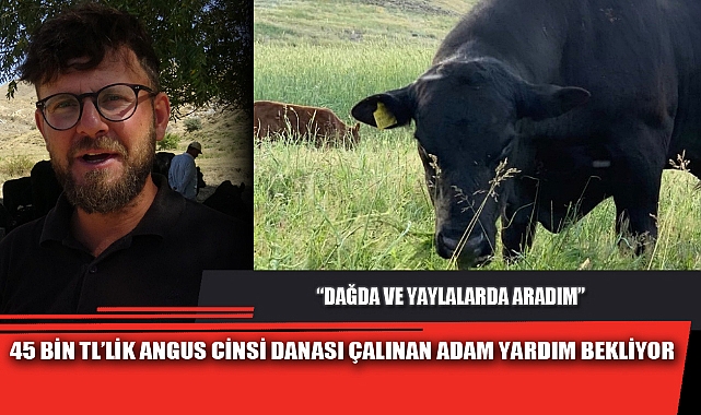 45 BİN TL’LİK ANGUS CİNSİ DANASI ÇALINAN ADAM YARDIM BEKLİYOR