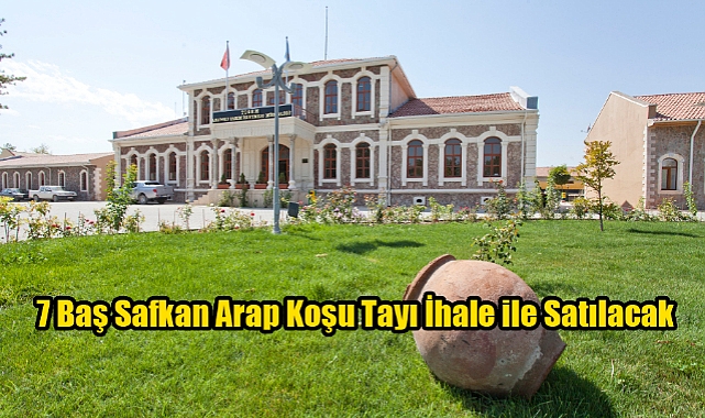 7 BAŞ SAFKAN ARAP KOŞU TAYI İHALE İLE SATILACAKTIR