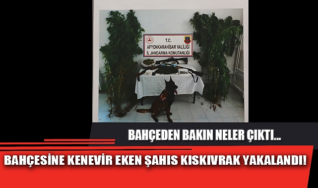 BAHÇESİNE KENEVİR EKEN ŞAHIS KISKIVRAK YAKALANDI!